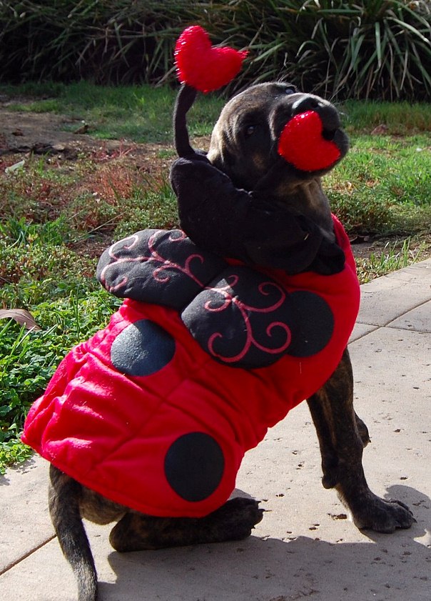 Ladybug Magpie