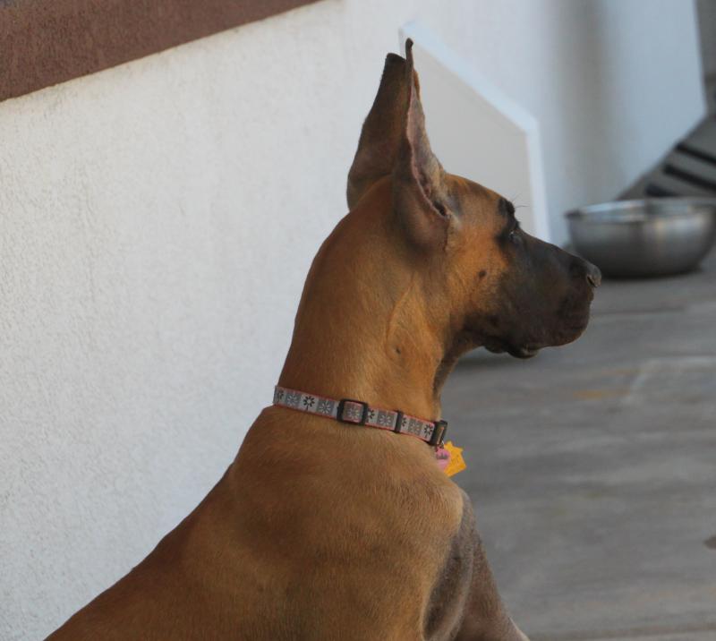 Beautiful Baby Brindi