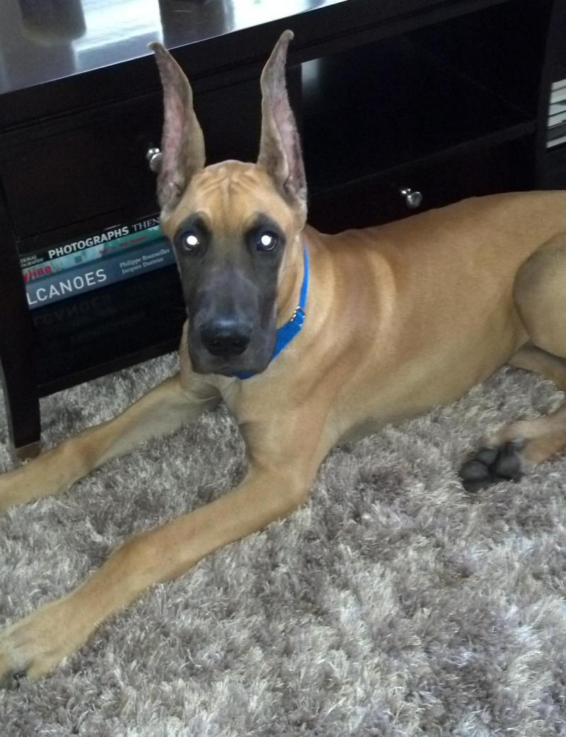 Baby Milo-3 months old