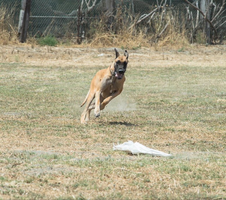 Blondie Lure Coursing