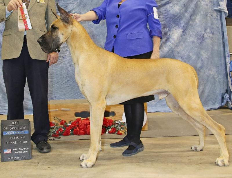 GCH Zephyr