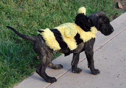 Bumble Bee
